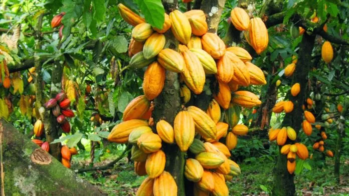 In addition, former President John Mahama condemned the rise as grossly inadequate in a statement. He went on to say that it is a swindle of industrious cocoa producers. Mr. Mahama said that, with the international market price of cocoa hitting a 46-year high of $3,600, the government should have paid cocoa farmers a more equal portion of the international FOB price.